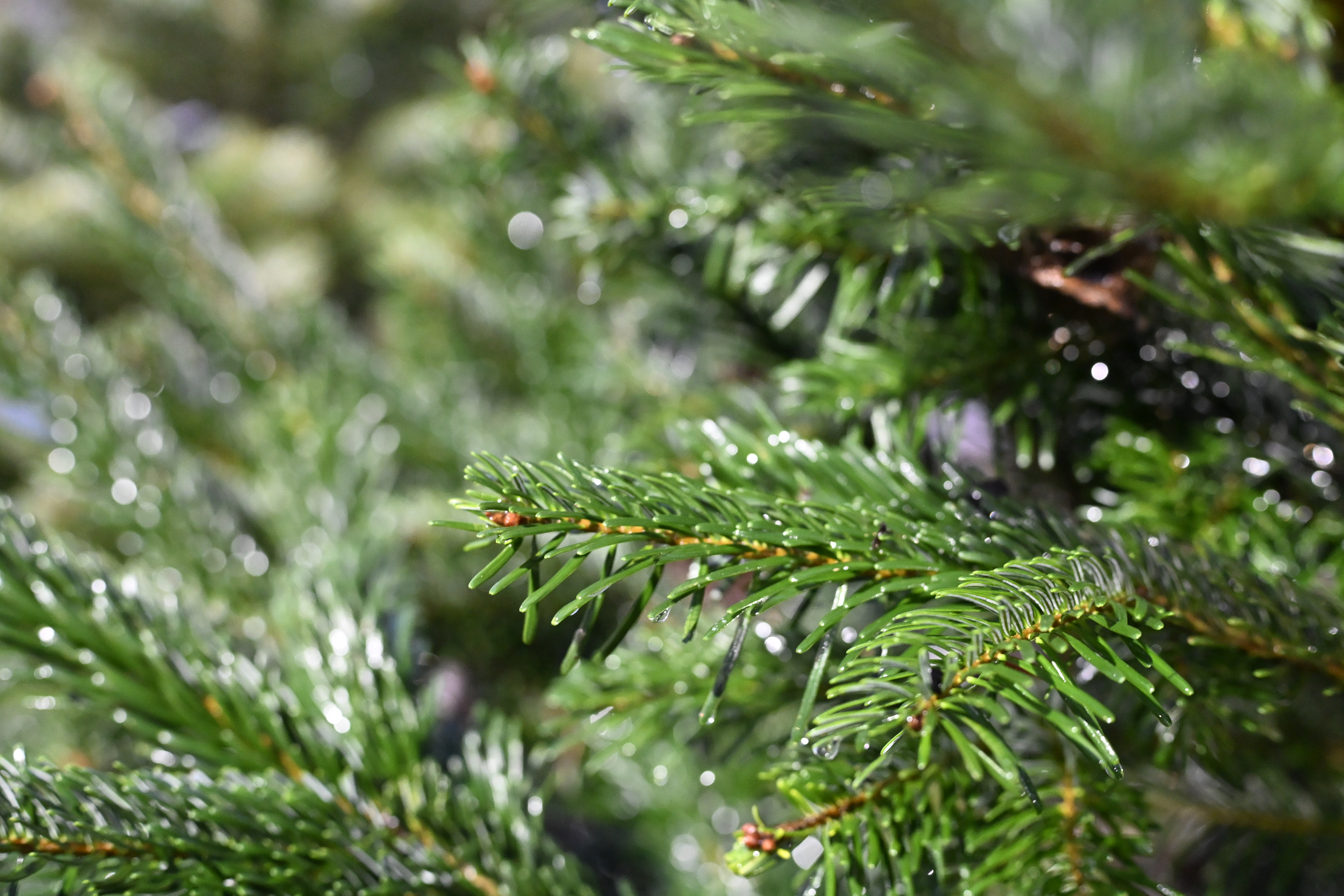 Vianočné stromčeky Zázračný les Košice